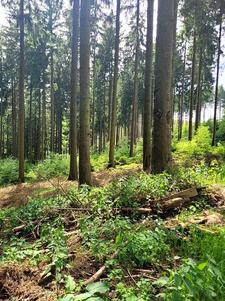 Wald Eslohe